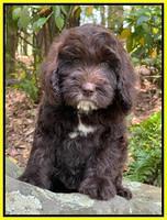 Sparks-Kriegler family: “Maisie “8 week weight: 8 lbs 10 oz chocolate with white