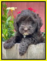 Rosie Gambler 6 wk old 181