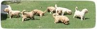 SR group 5 wks old 2