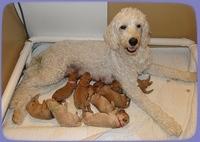Sadie mae and pups 1 wk old