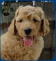 SR pups 6 wks old 15