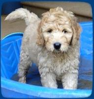 SR pups 8 wks old 55