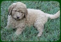 SR pups 7 wks old 12