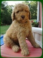 SR pups 7 wks old 15