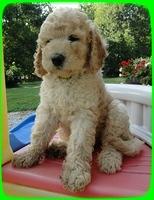 SR pups 7 wks old 33