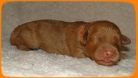 SR pups 1 wk old 6