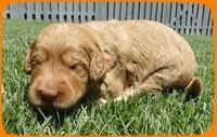 SR pups 2 wks old 34