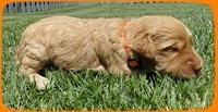 SR pups 2 wks old 35