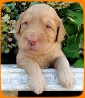 SR pups 3 wks old 5