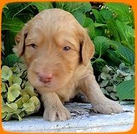 SR pups 3 wks old 6