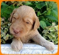 SR pups 3 wks old 7