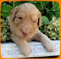 SR pups 3 wks old 8