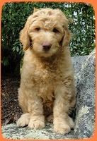 SR pups 8 wks old 14