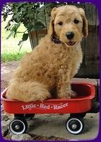 SR pups 6 wks old 25