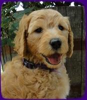 SR pups 6 wks old 30
