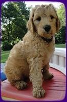 SR pups 7 wks old 23
