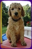 SR pups 7 wks old 24