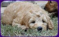 SR pups 8 wks old 51