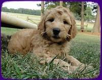 SR pups 8 wks old 54