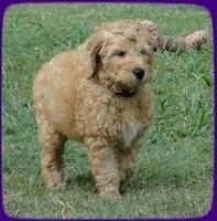 SR pups 8 wks old 56
