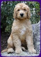 SR pups 9 wks old 3