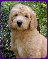 SR pups 9 wks old 5