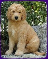 SR pups 9 wks old 6