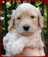 SR pups 4 wks old face 14