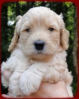 SR pups 4 wks old face 16