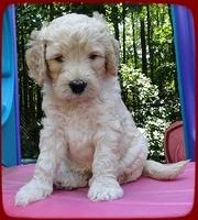 SR pups 5 wks old 16