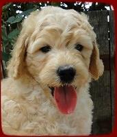 SR pups 6 wks old 9