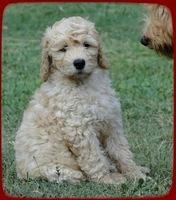 SR pups 8 wks old 62