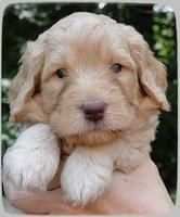 SR pups 4 wks old face 5