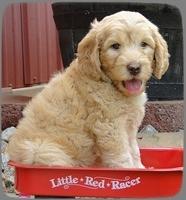 SR pups 6 wks old 41