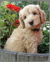 SR pups 7 wks old 1