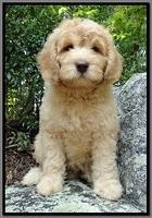 SR pups 8 wks old 4
