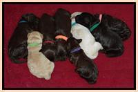 SC pups 1 wk old group 11