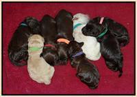 SC pups 1 wk old group 21