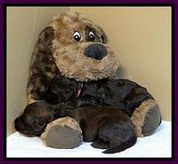 SC pups 4 wks old 10