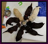 SC pups 4 wks old 20