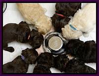 SC pups 4 wks old 30