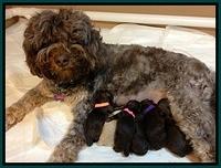 Shelby with 5 of her pups