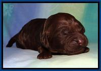 SC pups 1 wk old 11