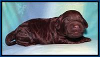 SC pups 1 wk old 41