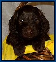 SC pups 4 wks old 51
