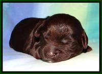 SC pups 1 wk old 141