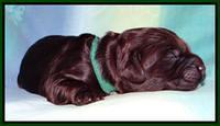 SC pups 1 wk old 151