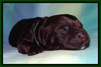 SC pups 1 wk old 161