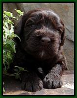 SC pups 3 wks old 71