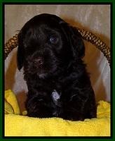 SC pups 4 wks old 241